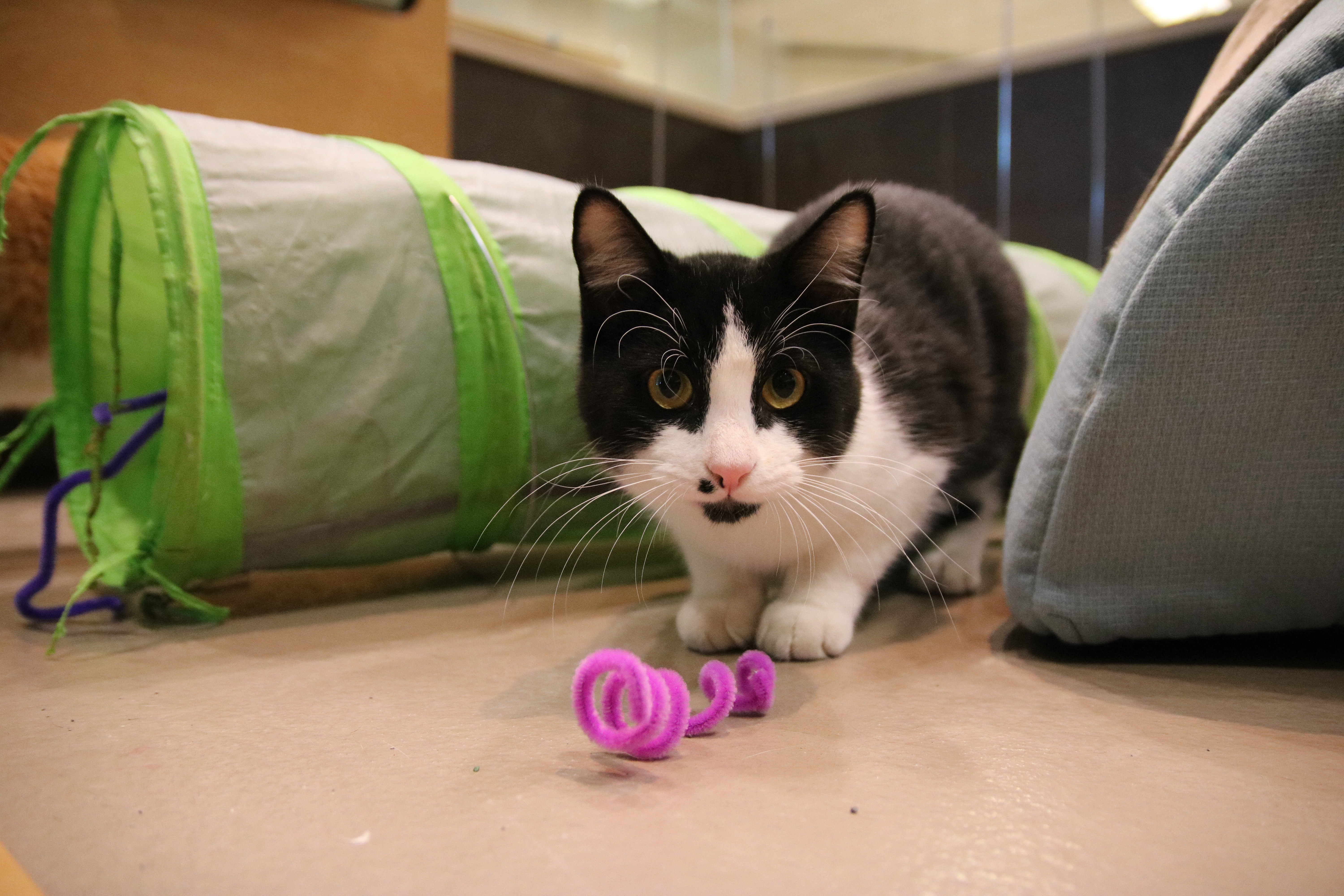 Cat playing with pipe cleaner.JPG