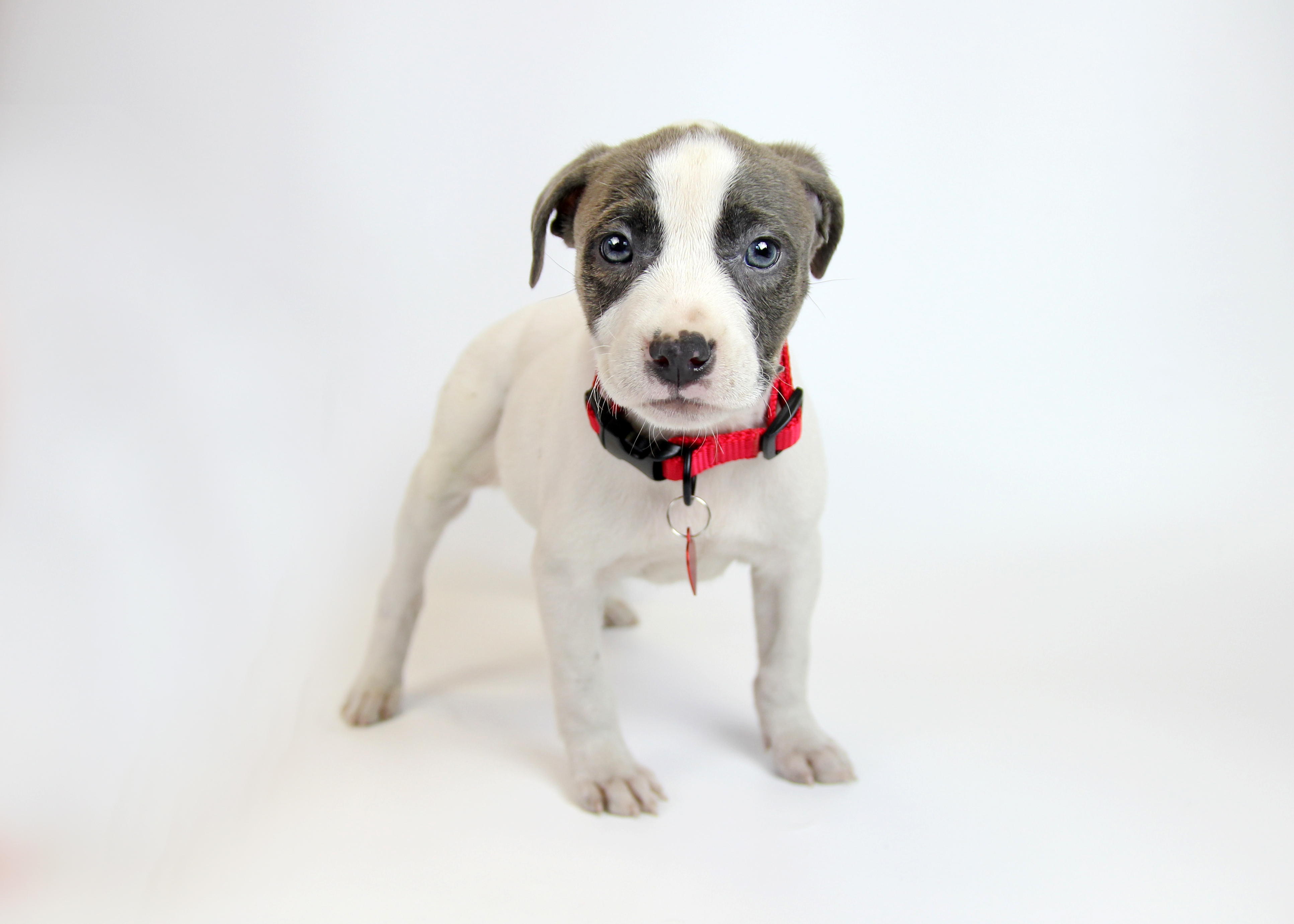 Canvas Puppy 2.jpg